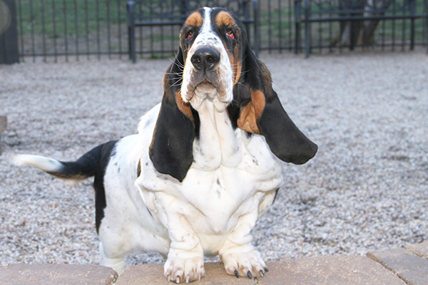 AKC, ACA BASSET HOUND PUPPIES