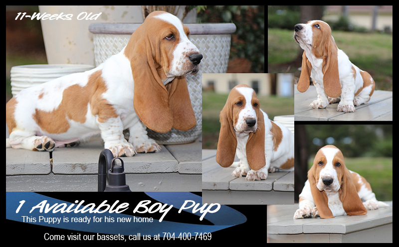 Basset store hound family