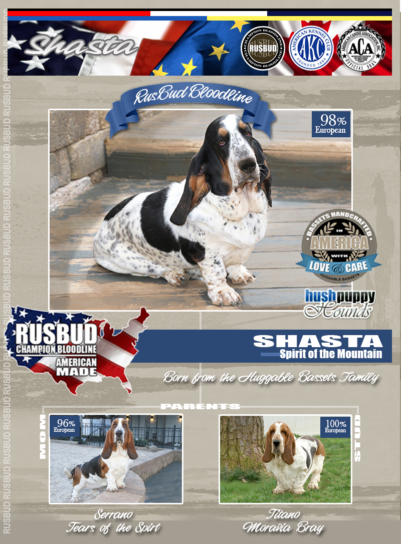 AKC, ACA BASSET HOUND PUPPIES