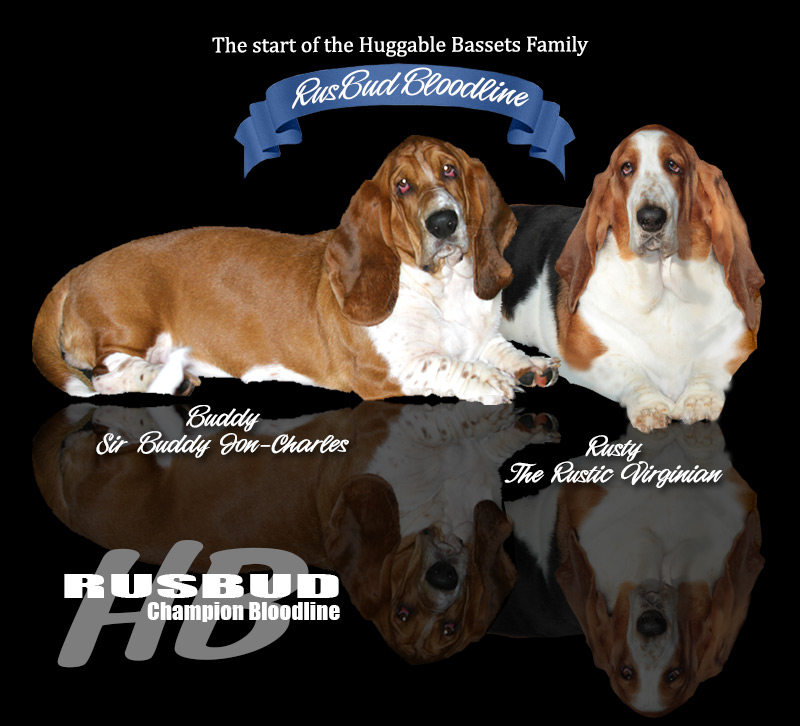 Huggable Bassets Family Breeder Of Purebred Basset Hound Puppys For Sale For Pets