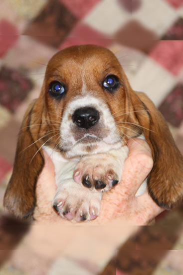 helgen Ikke nok fritaget See the Basset Hound colors before you look at our puppies for adoption.