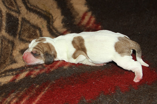 AKC Basset Hound cute puppies