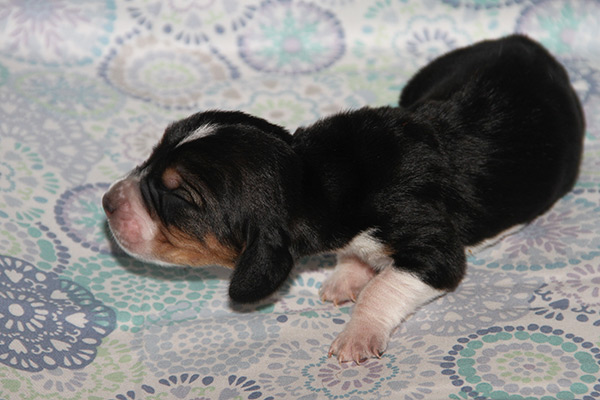 Champion Bloodline Basset Hound Puppies