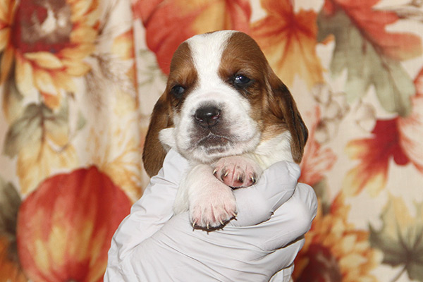 Champion Bloodline Basset Hound Puppies