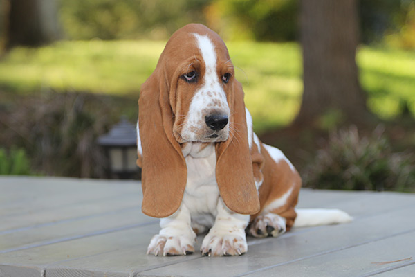 Huggable Bassets Family Breeder of Purebred basset hound puppys for ...