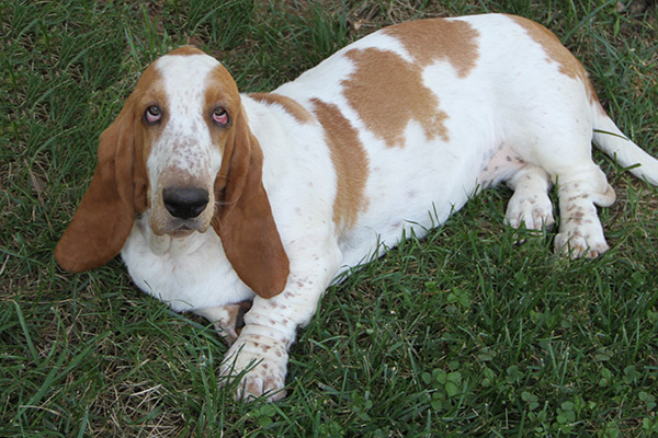 Huggable Bassets Family Breeder of Purebred basset hound pups for sale ...