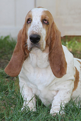 Huggable Bassets Family Breeder of Purebred basset hound puppys for ...