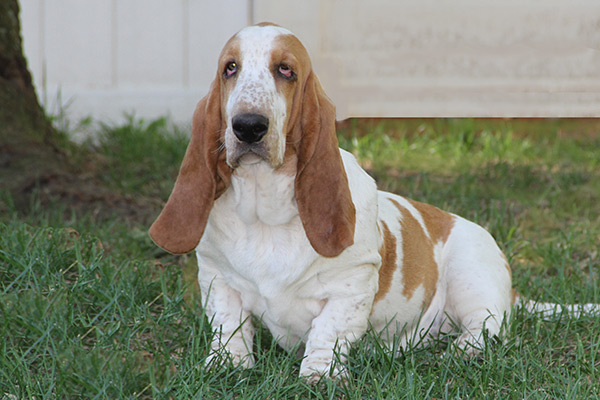 Huggable Bassets Family Breeder of Purebred basset hound pups for sale ...