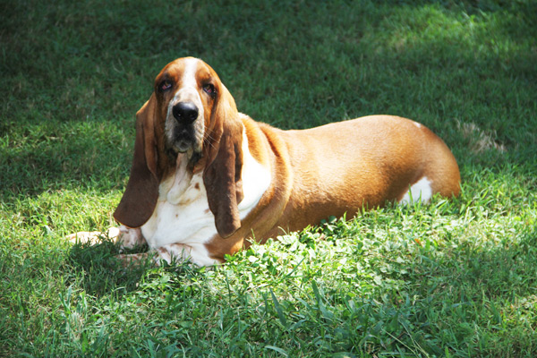 AKC, ACA BASSET HOUND PUPPIES