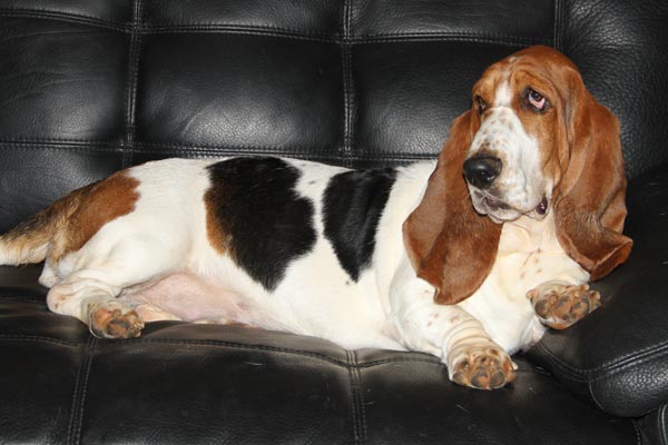 AKC, ACA BASSET HOUND PUPPIES