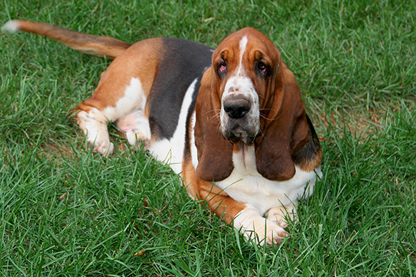 AKC, ACA BASSET HOUND PUPPIES