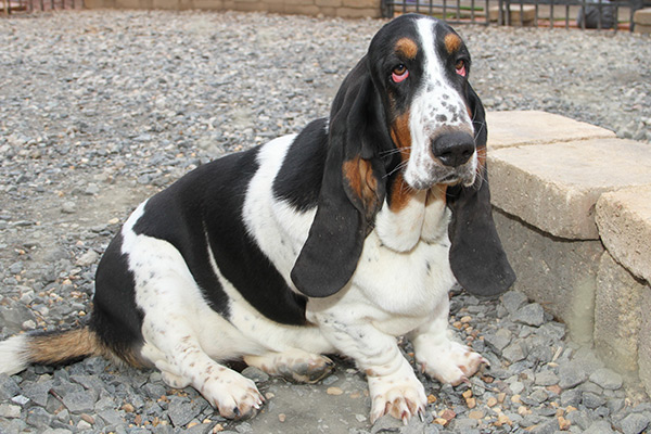 tall basset hound