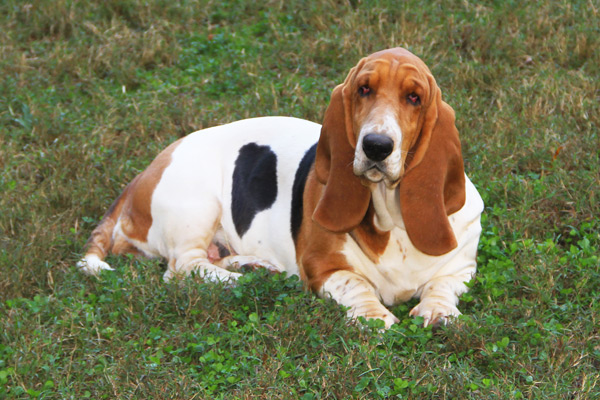 AKC, ACA BASSET HOUND PUPPIES