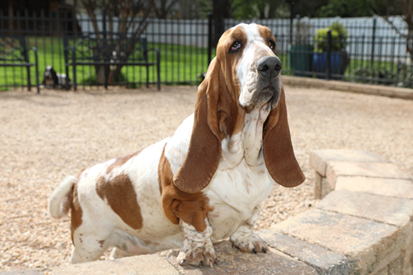 AKC, ACA BASSET HOUND PUPPIES