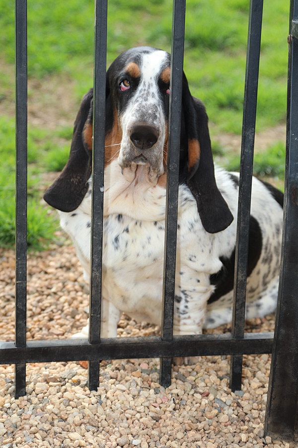 AKC, ACA BASSET HOUND PUPPIES