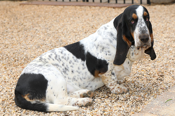 AKC, ACA BASSET HOUND PUPPIES