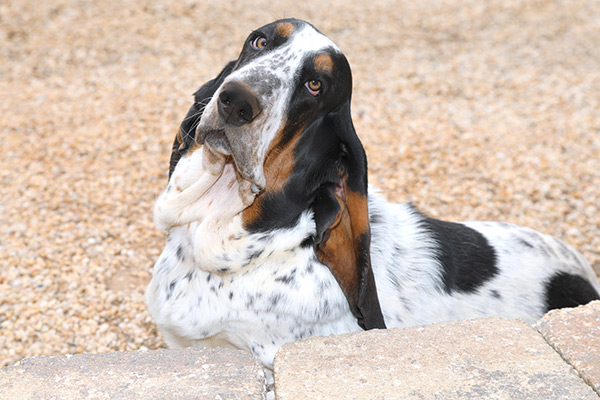 AKC, ACA BASSET HOUND PUPPIES