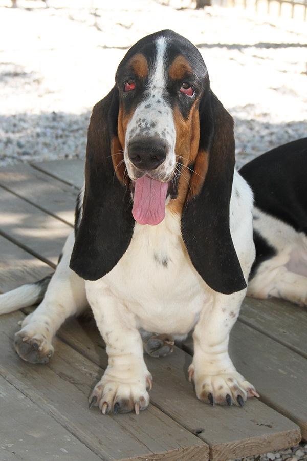 Akc, Aca Basset Hound Puppies