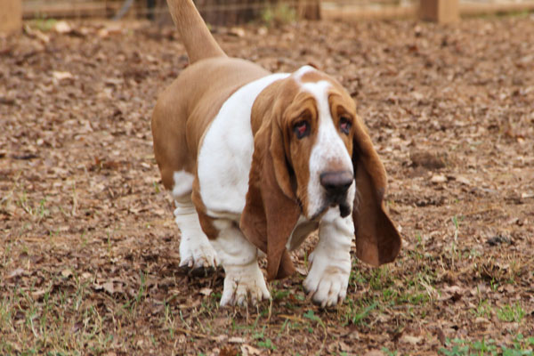 AKC, ACA BASSET HOUND PUPPIES